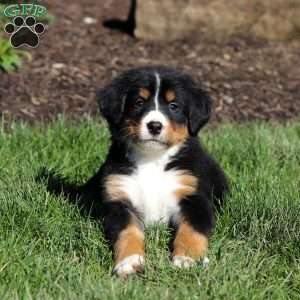Jewel, Bernese Mountain Dog Puppy